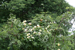 Chonemorpha fragrans